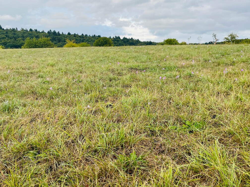 22-09-10 17-58-14 1975